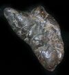 Shark Coprolite (Fossil Poo) - South Carolina #24455-1